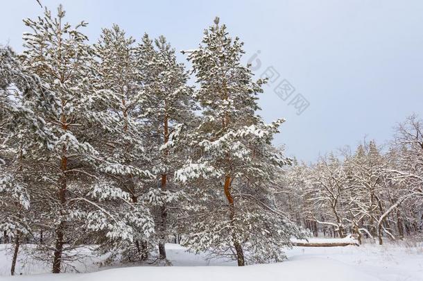 <strong>冬松</strong>树森林采用一雪