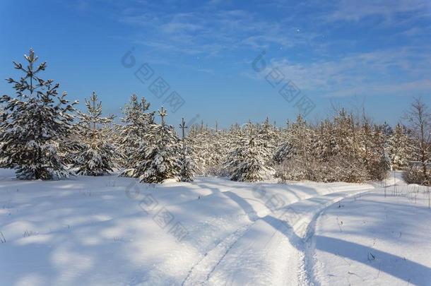 路通过冬被雪困住的森林