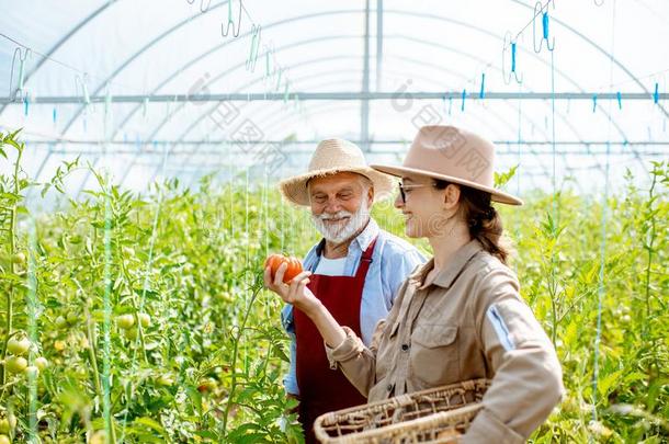 年幼的女人和祖父采用指已提到的人温室和番茄芭蕉