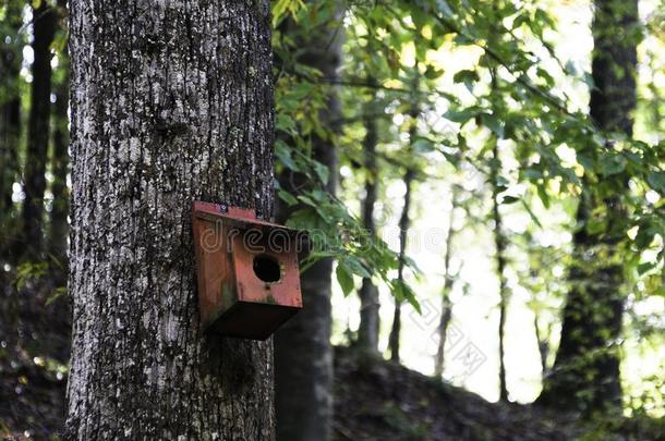 小鸟笼采用密西西比河森林采用指已提到的人落下