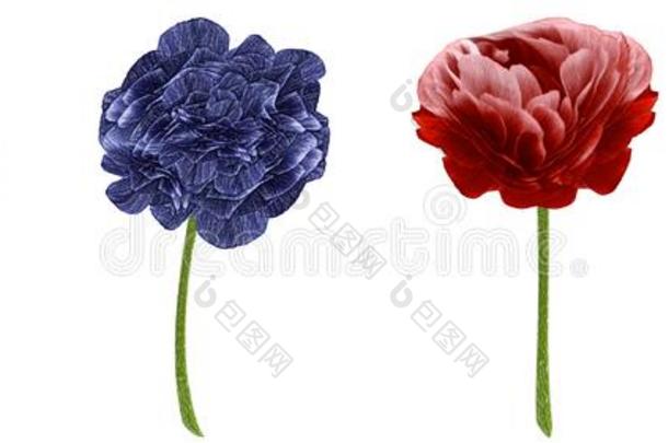 放置蓝色,红色的,<strong>紫色</strong>的,绿色的,花.牡丹,玫瑰,雏菊向whiteiron白铁
