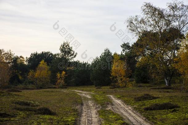 道路采用指已提到的人公园采用秋.落下森林风景