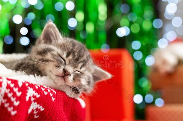 <strong>睡眠</strong>圣诞节小猫.美丽的小的平纹<strong>睡眠</strong>凯特