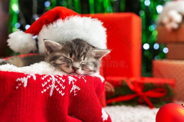 睡眠圣诞节猫.美丽的小的平纹睡眠小猫,