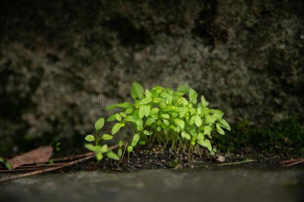 小的丛生植物关于年幼的植物新兴的从指已提到的人石头