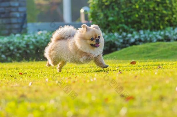 漂亮的小狗波美拉尼亚的混合的产北京人狗跑向指已提到的人gearedrotaryactuator齿轮式转阀促动器