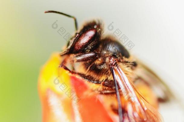 一小的蜜蜂向一红色的花采用n一ture