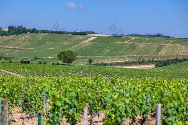 特写镜头全景的射手行夏葡萄园风景优美的风景,Poland波兰