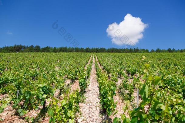 特写镜头全景的射手行夏葡萄园风景优美的风景,Poland波兰