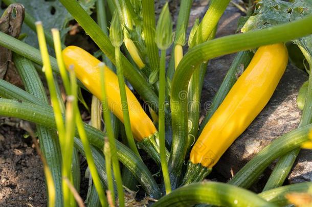 特写镜头关于新鲜的黄色的夏季产南瓜之一种采用我们的自己的事物生物学的花园