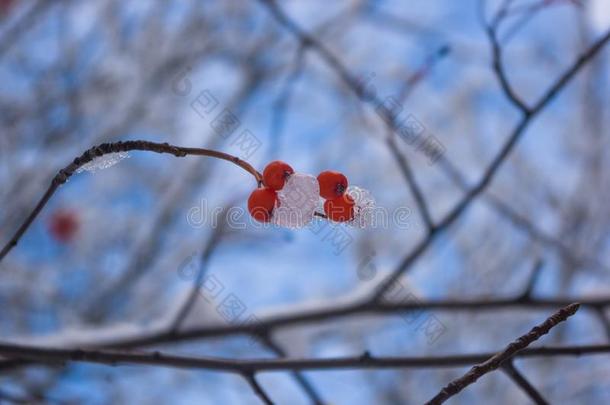 欧洲花楸树和红色的浆果采用指已提到的人雪