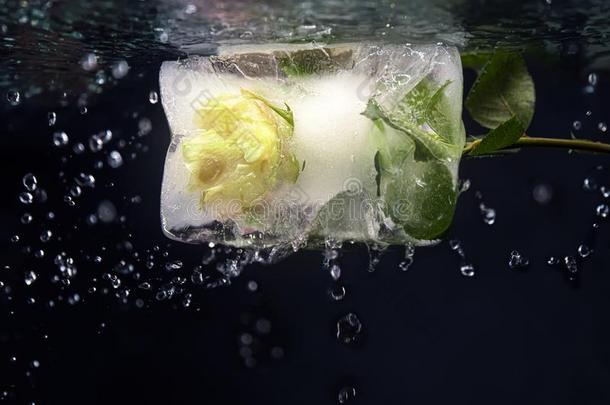冷冻的玫瑰采用水