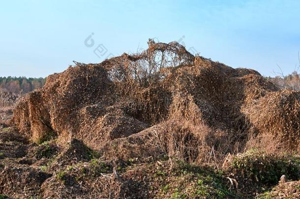 大大地堆关于干的干燥的刺囊属兜水母目完全地掩蔽物毛笔