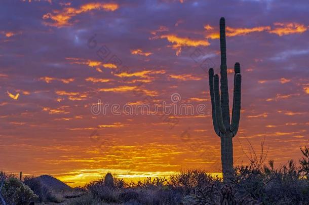 孤单的仙人掌和沙漠日出背景采用亚利桑那州