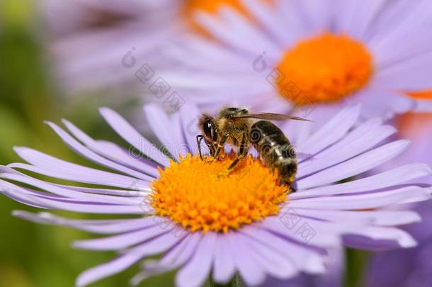 蜜蜂或蜜蜂一次向花,蜜蜂产蜜者