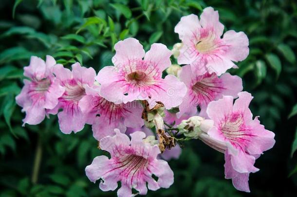 粉红色的和白色的喇叭花:紫葳属的植物罗萨多