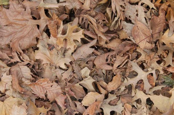 秋干的干燥的树叶向指已提到的人地面