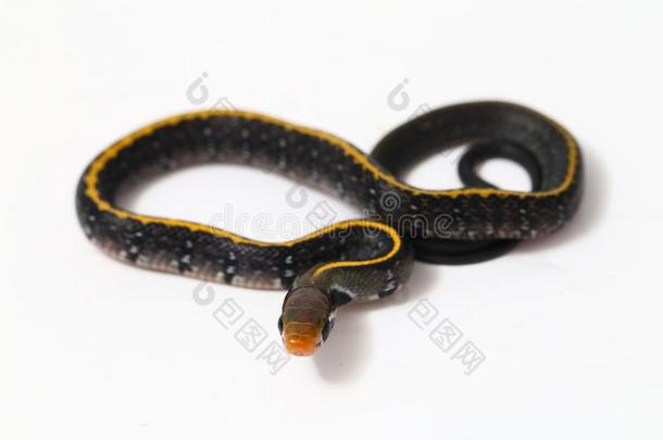 科洛格纳图斯黄精灵,指已提到的人黑的铜大老鼠蛇或黄色的