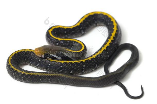 科洛格纳图斯黄精灵,指已提到的人黑的铜大老鼠蛇或黄色的