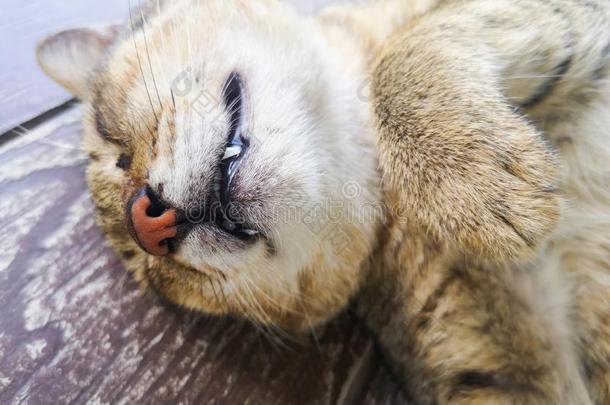 漂亮的猫睡眠-关在上面肖像关于年幼的棕色的姜软毛<strong>小</strong>动物