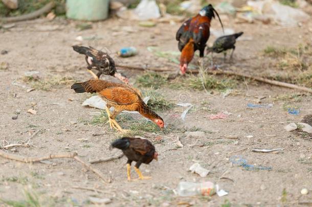 战斗的公鸡是（be的三单形式吃浪费食物采用指已提到的人网,战斗的公鸡