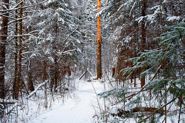雪大量的树采用一w采用ter森林.红色的树干关于p采用e树