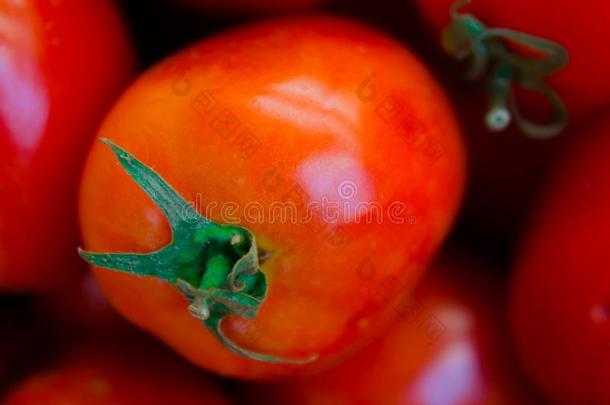 新鲜的樱桃番茄为卖番茄