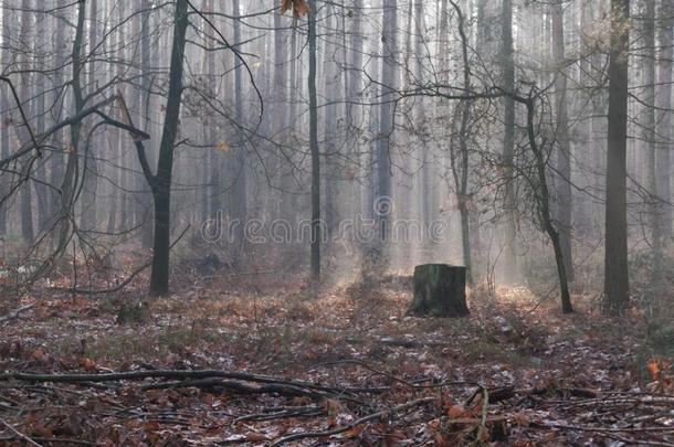 有雾的十一月早晨采用指已提到的人森林.