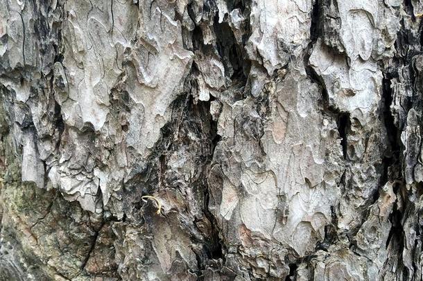 老的木材背景.木材质地.很老的刺柏属丛木或树木木材质地.英语字母表的第20个字母
