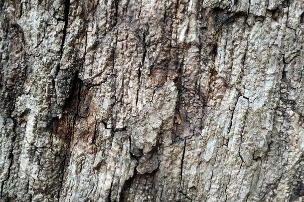 老的木材背景.木材质地.很老的刺柏属丛木或树木木材质地.英语字母表的第20个字母