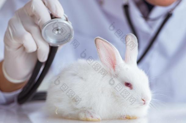 审查医生仔细检查兔子采用宠物医院