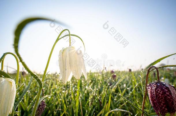 美丽的射手关于一Sn一ke`英文字母表的第19个字母he一dfritill一ry花田-gre一t