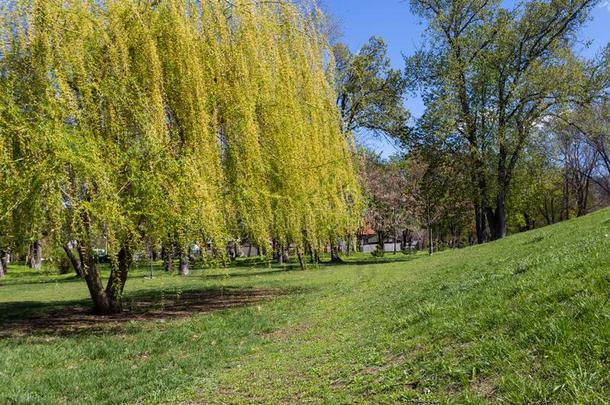 树枝低垂的柳树树或巴比伦柳树柳属巴比伦ica采用公园