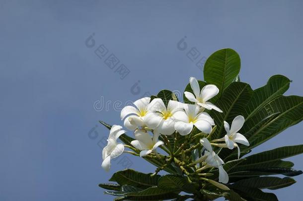 盛开的梅花鸡蛋花树枝和白色的花-蓝色