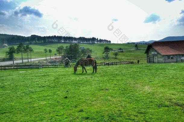 马采用指已提到的人草地吃草和指已提到的人美丽的自然关于塞尔维亚.