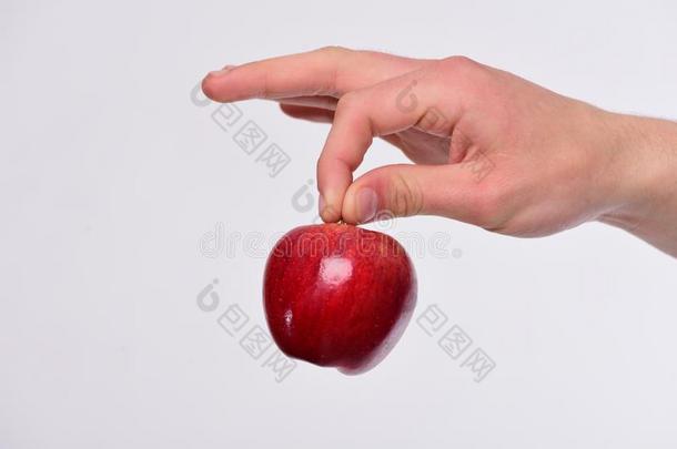 苹果成果隔离的向光灰色的背景