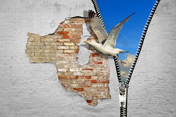 飞行关于自由海鸥鸟飞行的飞拉开的拉链拉开的拉链ped墙Spain西班牙