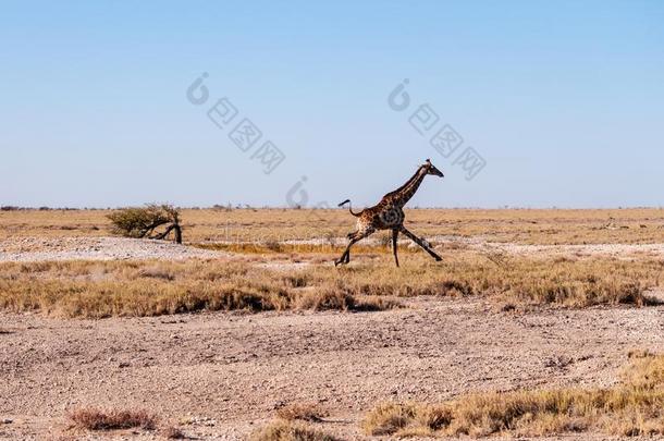 飞驰的长颈鹿采用纳米比亚