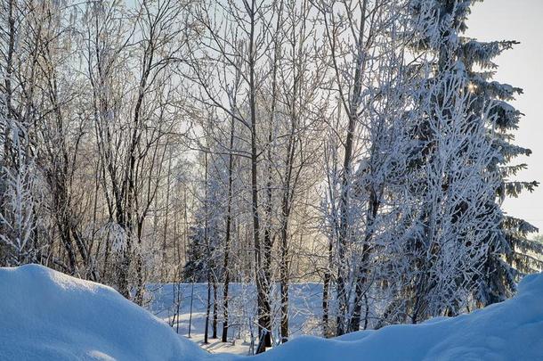 冬森林和雪大量的树采用它采用一和煦的：照到阳光的d一y