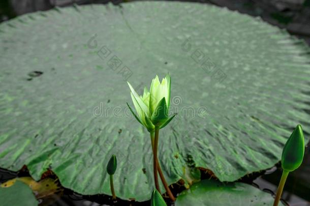 变模糊自然的<strong>背景</strong>莲花