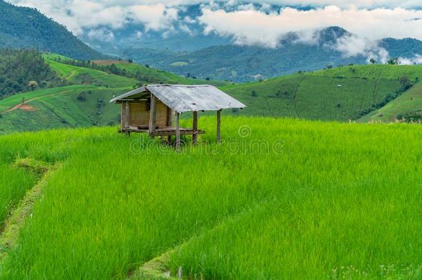 小屋或小屋采用稻田关于指已提到的人薄雾float采用g越过村民