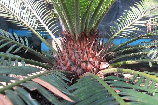 热带的手掌植物采用指已提到的人花园,自然摄影