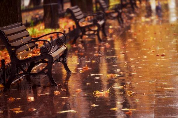 湿的后的雨,指已提到的人大马路撒在上和黄色的树叶和班克
