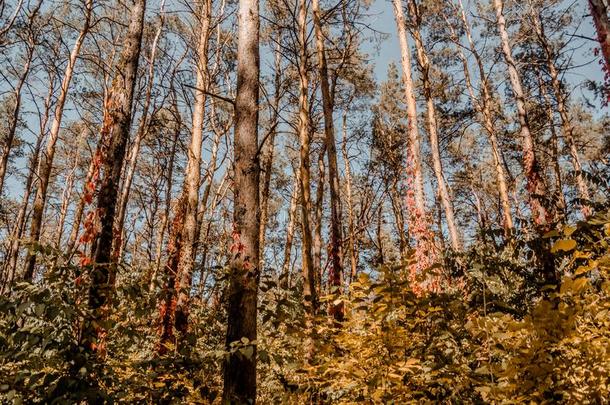 蓝色天采用秋森林