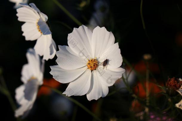 美丽的白色的宇宙花采用指已提到的人花园.