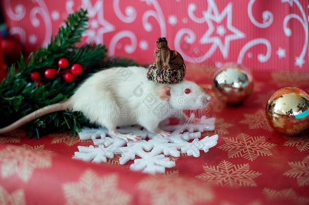 圣诞节大老鼠象征关于指已提到的人新的年2020.圣诞节卡片.脊骨