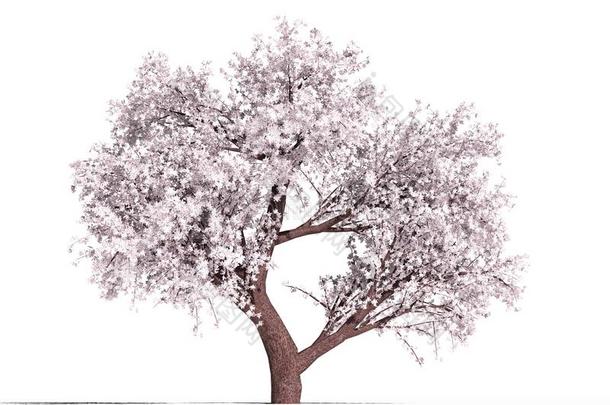 盛开的苹果树-船樯星座花束月季