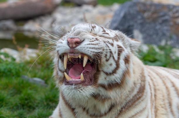 生气的白色的或漂白的老虎<strong>吼</strong>声和展映长而尖的牙采用敞开的