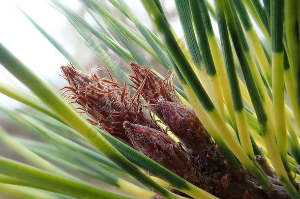 芽关于松果体：同pinealbody密度米草眼德拉科尼斯树