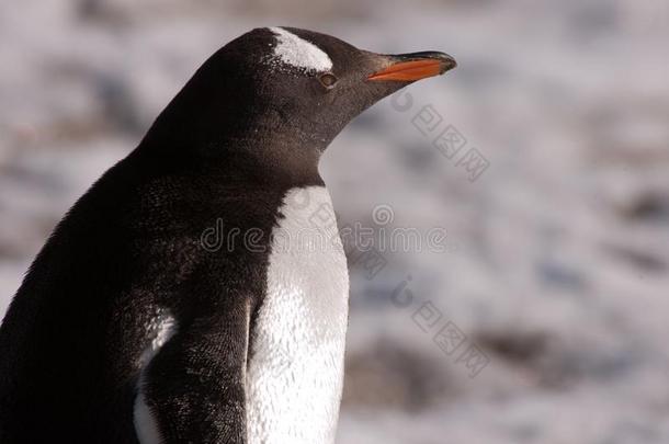 企鹅,漂亮的巴布亚企鹅企鹅肖像-皮戈斯西利斯巴布亚岛